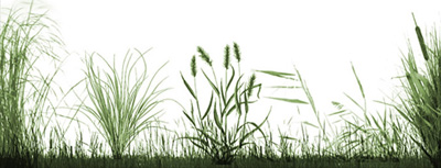 Photoshop Grass Brushes