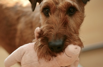 How to Stop Dogs from Destructive Chewing