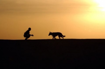 Benefits of Cycling with a Trail Dog