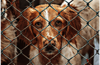 Top Benefits of Using a Wireless Dog Fence